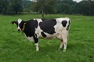 Корова голштинской породы