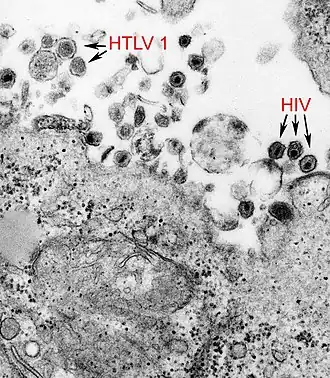 HTLV-1 и HIV-1