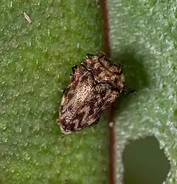 Habroloma lepidopterum