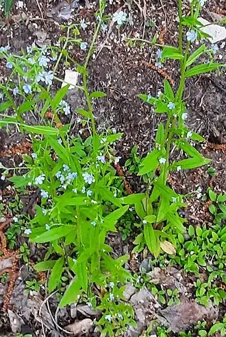 Гакелия повислоплодная (Hackelia deflexa)