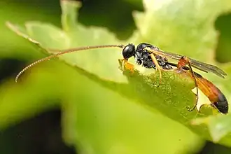 Hadrodactylus femoralis