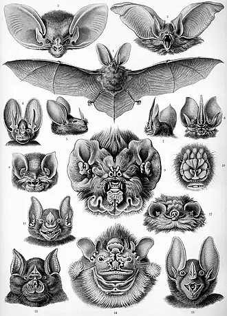 Рукокрылые (Chiroptera)