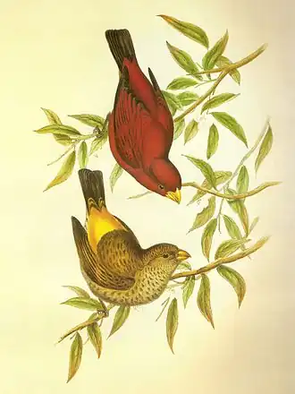 Пара птиц. Иллюстрация Джона Гульда, 1850-1854