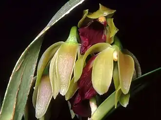 Hagsatera brachycolumna — типовой вид рода