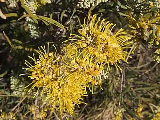 Цветущая Hakea macrocarpa.