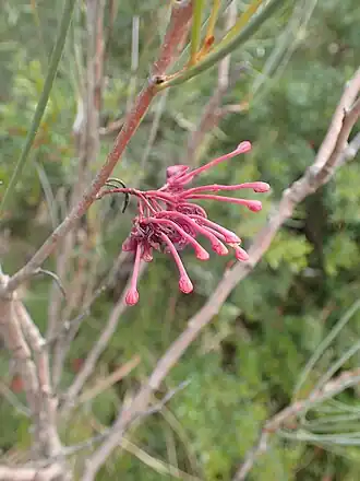 Hakea strumosa в Кингс-парк (Перт)