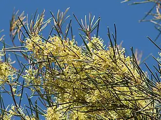 Цветущая Hakea tephrosperma