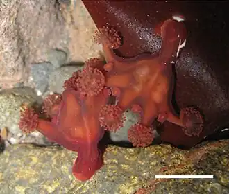 Haliclystus antarcticus, прикрепившиеся к багрянке (масштабная линейка — 1,2 мм)