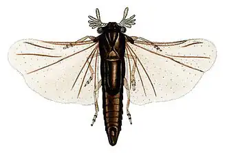 Halictophagus australensis