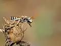 Halictus tetrazonianellus