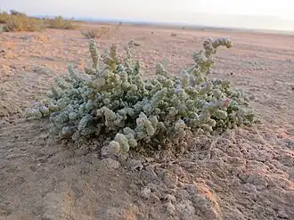 Halopeplis amplexicaulis