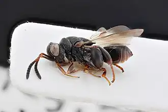 Haltichella rufipes, самка