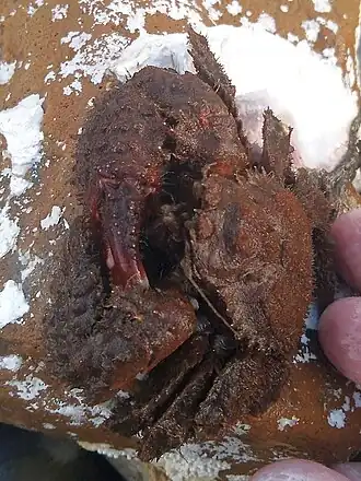 Hapalogaster dentata. Приморский край, остров Русский, бухта Аякс