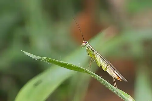 БогомолHapalopeza nilgirica