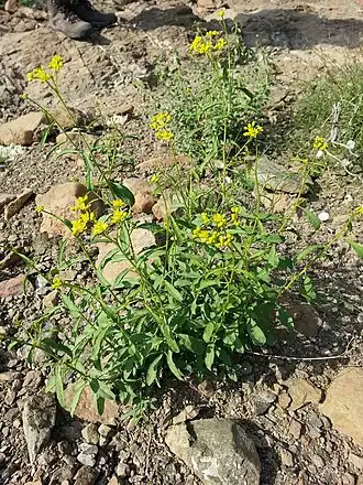 Haplophyllum tuberculatum