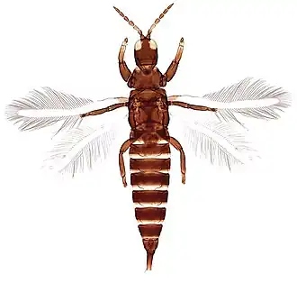 Haplothrips shivendraii