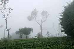 Чайные плантации рядом с Хапутале