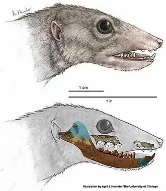 Реконструкция головы Haramiyavia clemmenseni