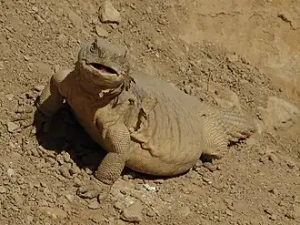 Обыкновенный шипохвост (Uromastyx aegyptia)