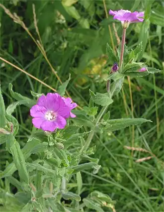 Epilobium hirsutum L., 1753 — Кипрей волосистый - типовой вид рода