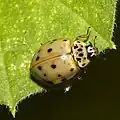 Harmonia quadripunctata – желтоватого цвета