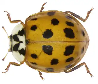 Harmonia axyridis