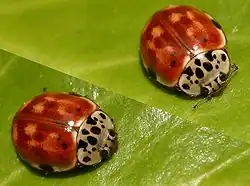 Harmonia quadripunctata – красноватого цвета