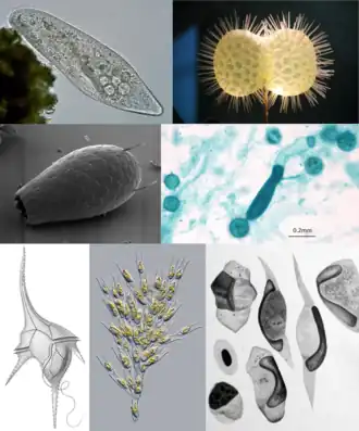1-й ряд: инфузория Paramecium caudatum, радиолярия Didymocyrtis tetrathalamus;
2-й ряд: церкозоя Euglypha sp., оомицет Saprolegnia sp.;
3-й ряд: динофлагеллята Ceratium hirundinella, охрофитовая водоросль Dinobryon divergens, споровик Leucocytozoon danilewskyi