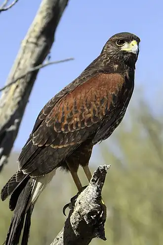 Пустынный канюк (Parabuteo unicinctus)