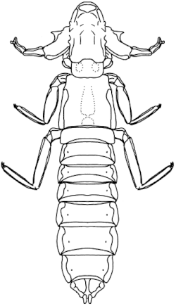Harrisoniella hopkinsi