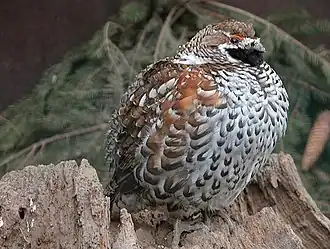 Рябчик, представитель боровой дичи