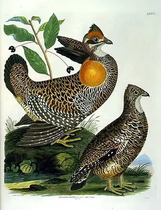 Самец и самка