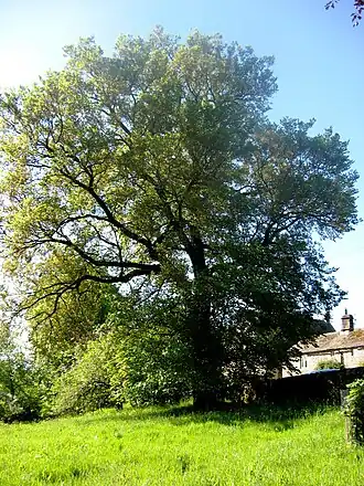 Общий вид взрослого дерева в деревне Хебден[англ.], Норт-Йоркшир