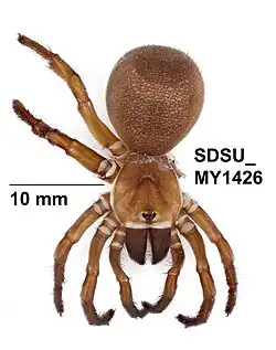 Hebestatis theveneti, самка