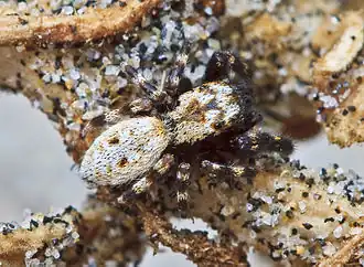 Terralonus californicus