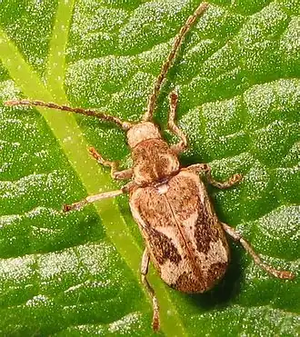 Ptinomorphus imperialis