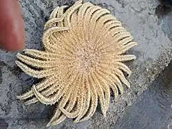 Нижняя (оральная) сторона солнечной звезды