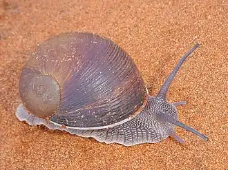 Helicophanta gloriosa