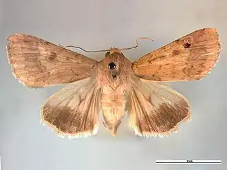 Совка хлопковая