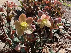 H. × ballardiae 'Camelot'