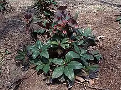 H. × ballardiae 'Merlin'