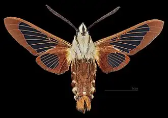 Hemaris thysbe ♂  △