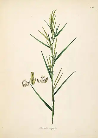 Hemarthria compressa