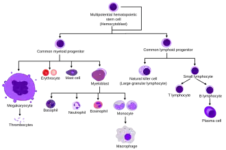Диаграмма нормального человеческого гемопоэза