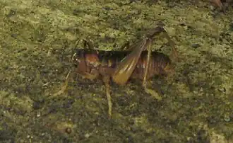 Hemiandrus pallitarsis[англ.]