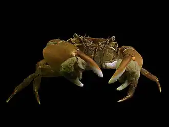 Самец, на клешнях видны большие участки щетинок