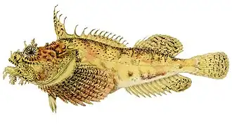 Атлантическая волосатка (Hemitripterus americanus)