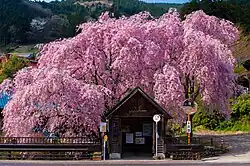 Сакура на автобусной остановке в Хинохара