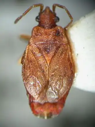 Henicocoris monteithi