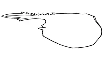 Зарисовка карапакса голотипа (самки)